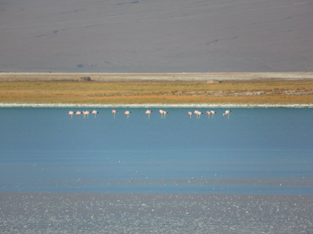 Laguna Tebinquiche no Atacama