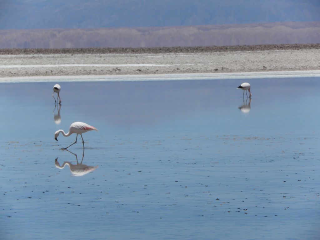 Laguna Chaxa no Atacama