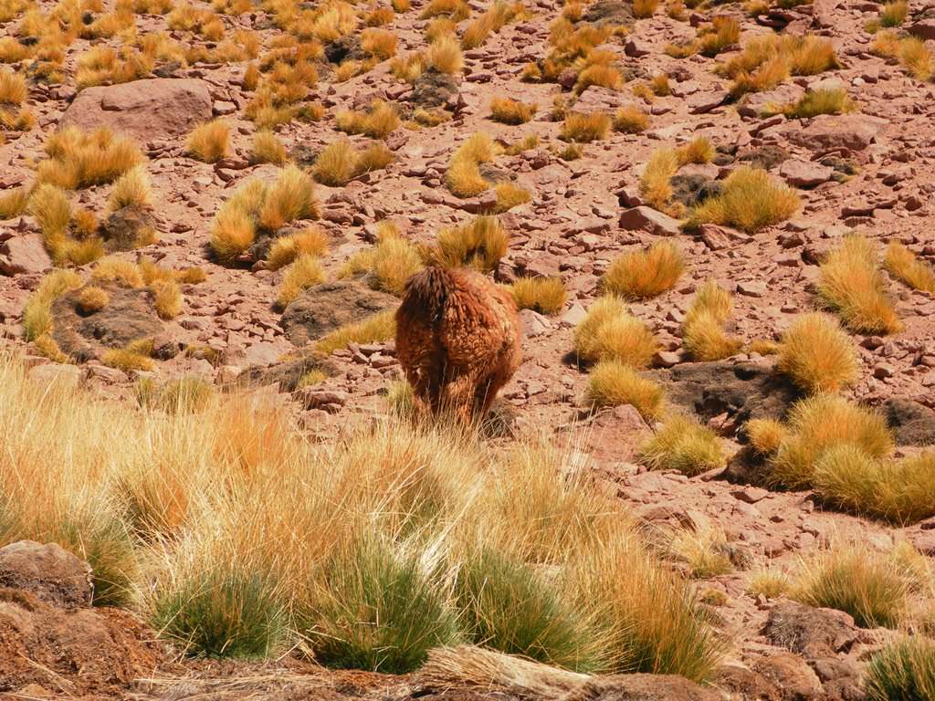 O que fazer em Atacama Povoado de Machuca