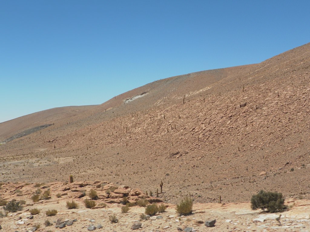 O que fazer em Atacama Trilha Cactus de Guatín