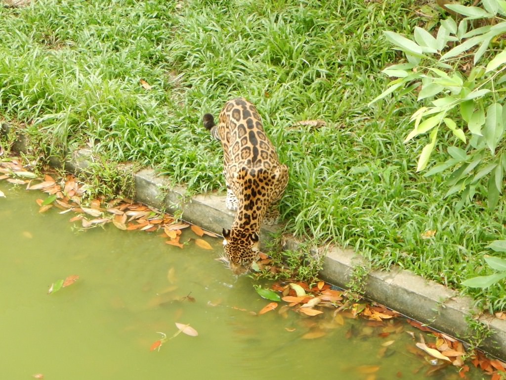 Zoológico do CIGS Manaus