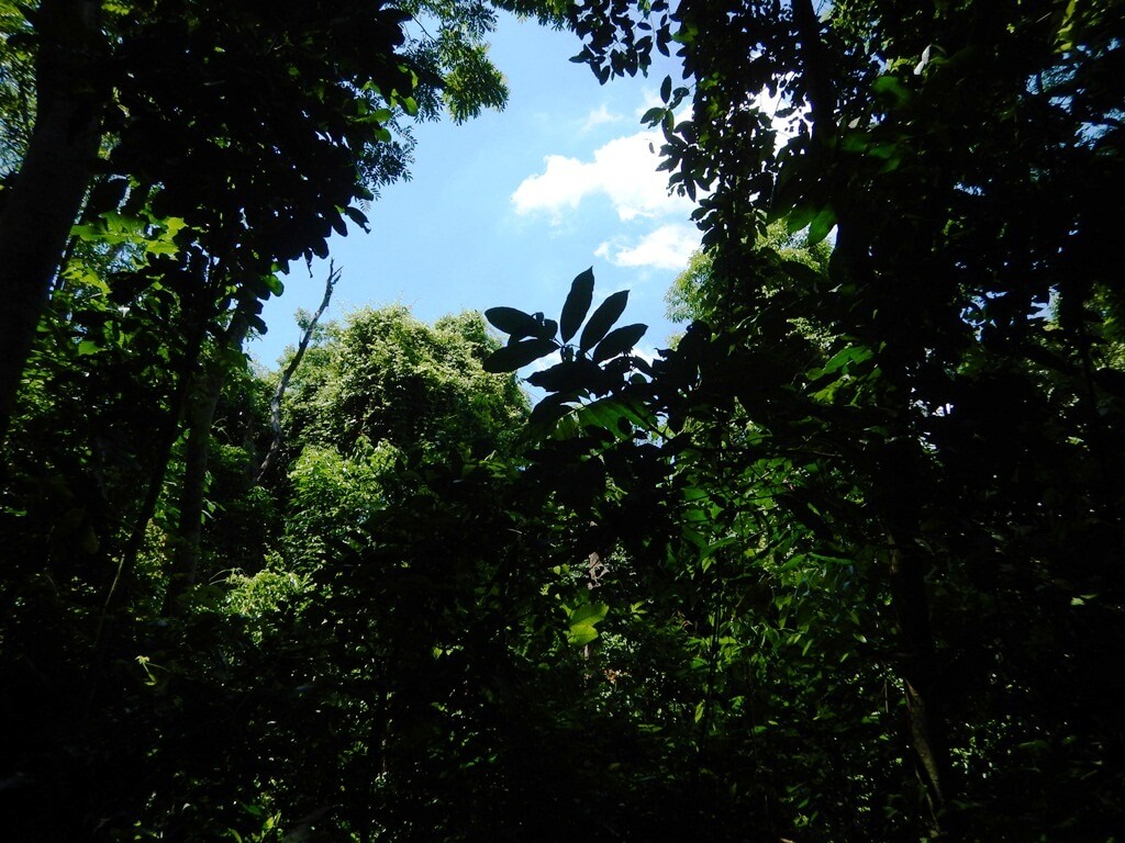 Bosque da Freguesia Jacarepaguá