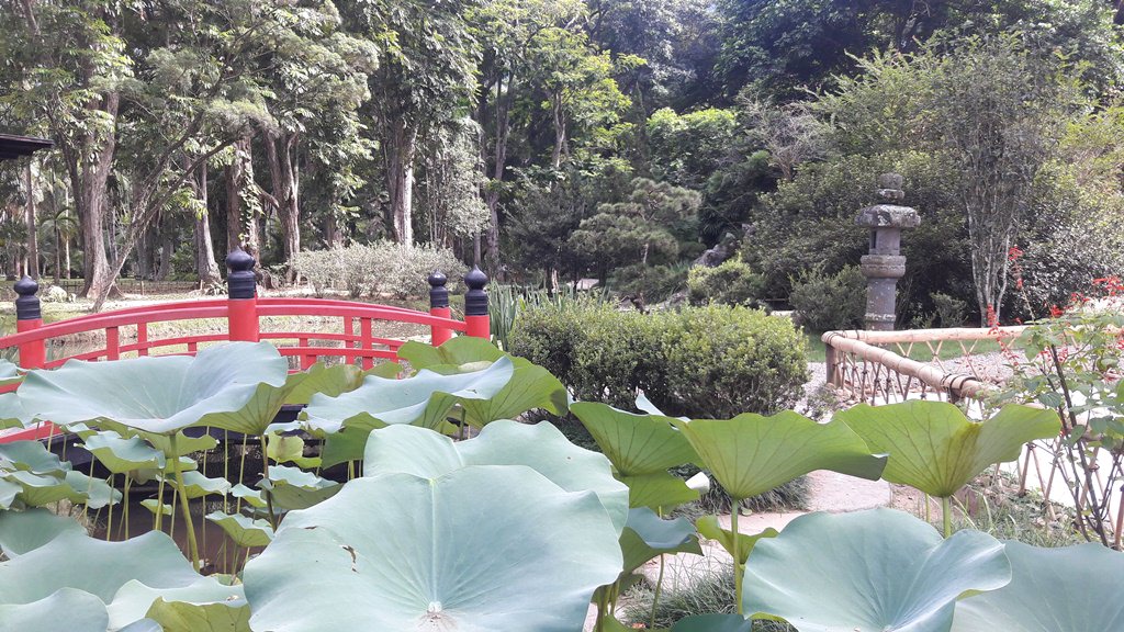 jardim japonês jardim botânico