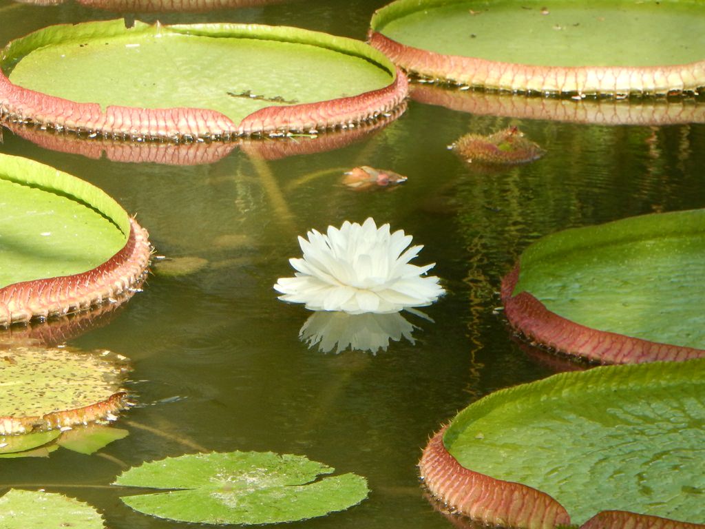 lagos do Jardim Botânico