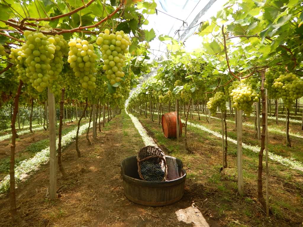 Vindima no Vale dos Vinhedos: Pisa das Uvas
