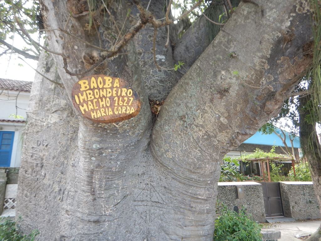 Baobá Maria Gorda em Paquetá