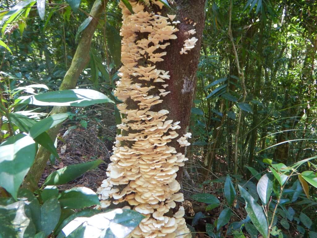 O que fazer na Floresta da Tijuca