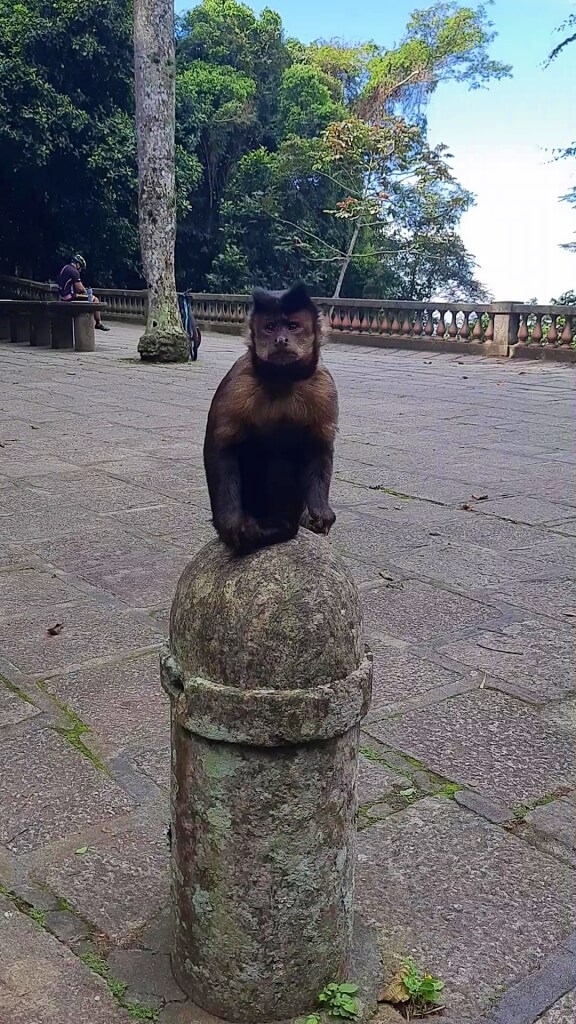 parque nacional da tijuca macaco prego