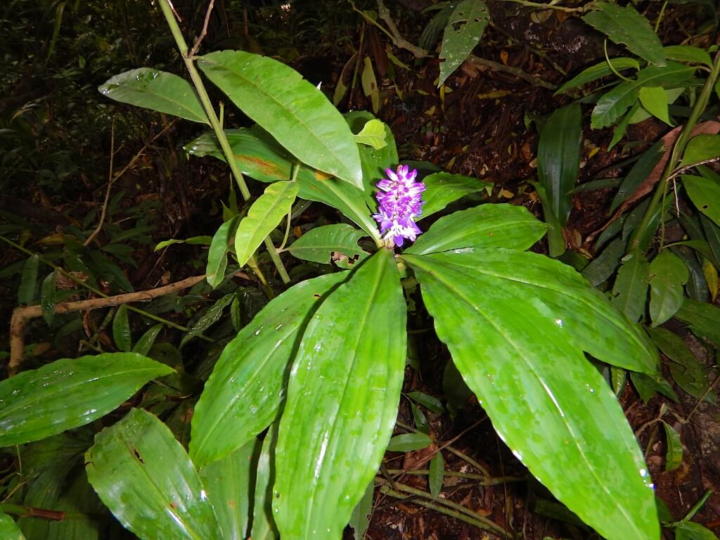 parque nacional da tijuca flora