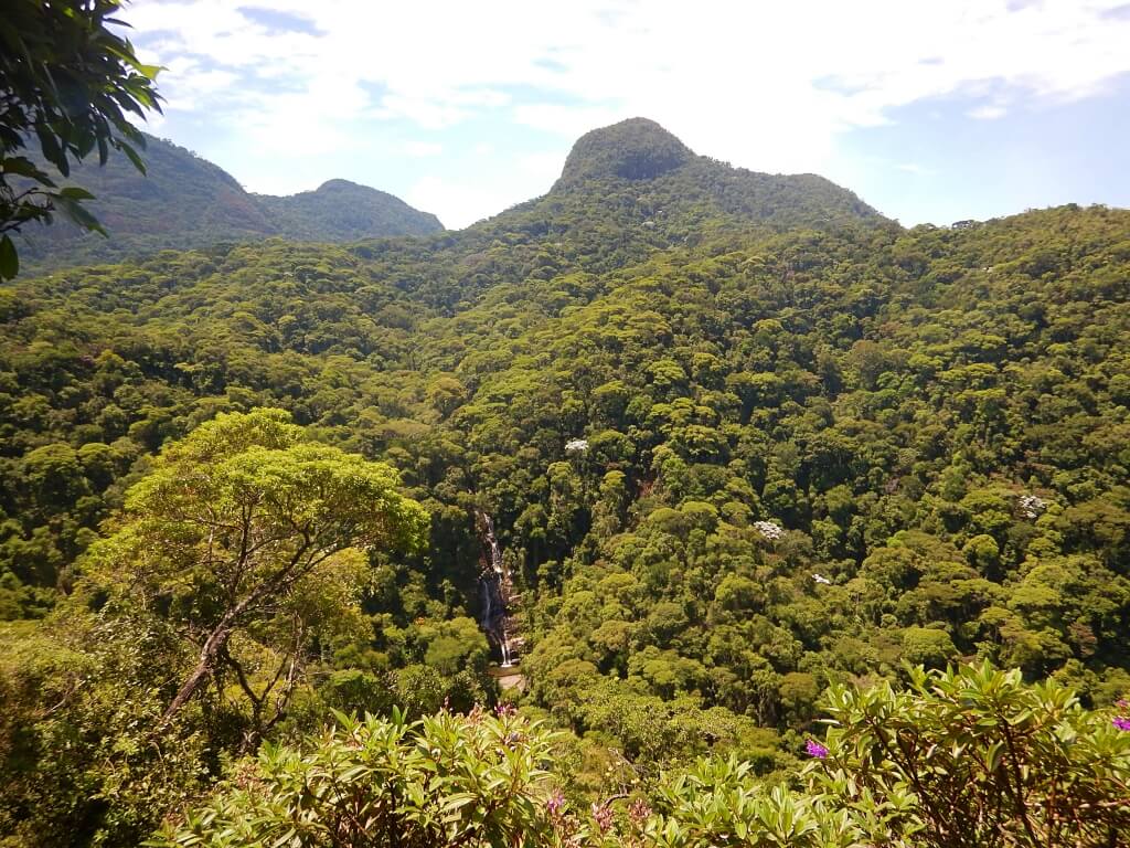 parque nacional da tijuca vegetacao mata atlantica