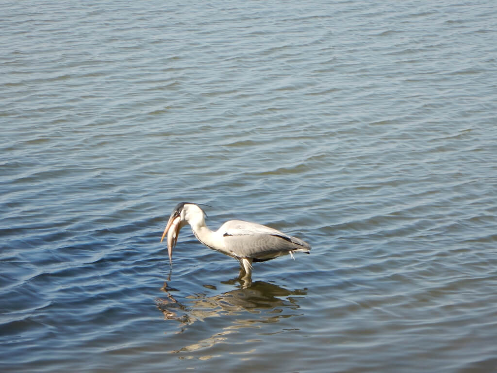 Vida na Lagoa Rodrigo de Freitas